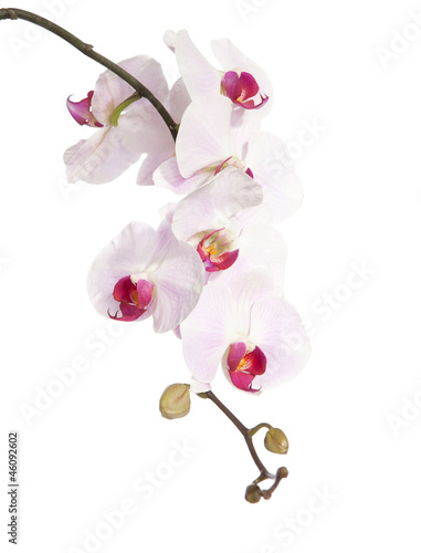 rozowa-orchidea-odizolowywajaca-na-bielu