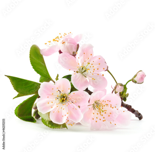 cherry twig in bloom isolated