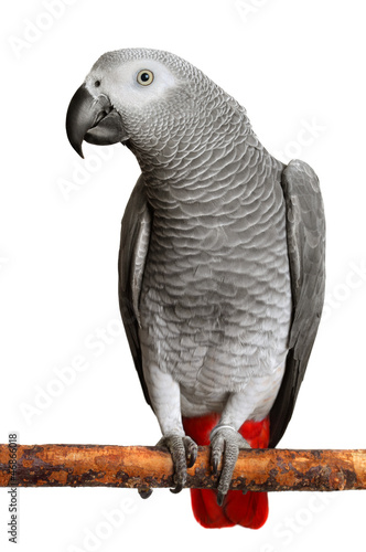  African Grey Parrot