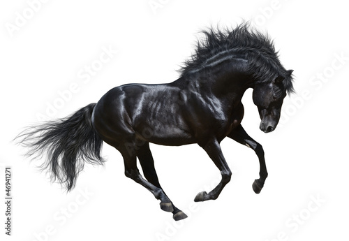 Fototapeta Black stallion in motion - isolated on white