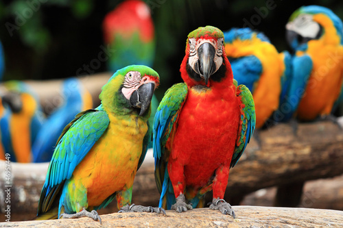 Fototapeta Couple Scarlet macaw and Blue-and-yellow macaw (Ara ararauna
