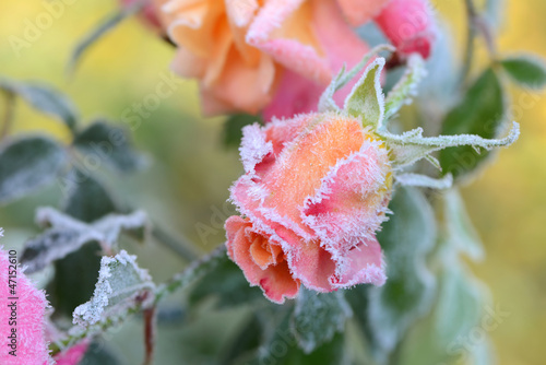 Blumen 251