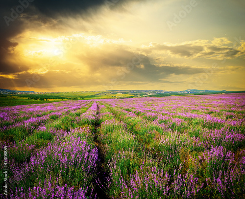 Lacobel Meadow of lavender.