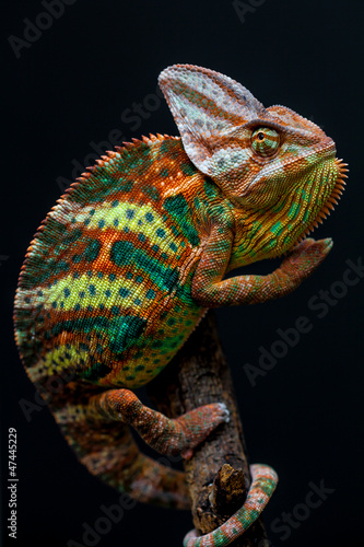 Fototapeta Yemen chameleon