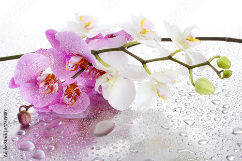 Fototapeta pink and white beautiful orchids with drops