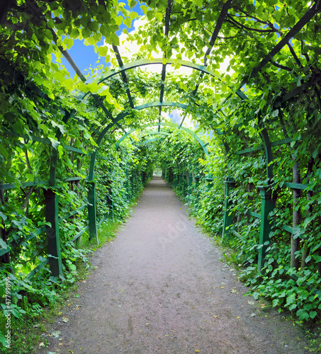 zielony-archway-w-ogrodzie-peterghof-st-peterburg