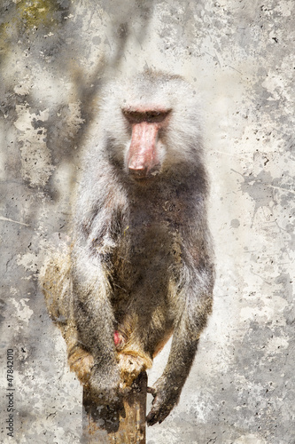 artystyczny-portret-z-tekstura-tle-pawiana