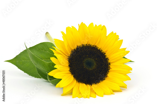 sunflower on white background (Helianthus)