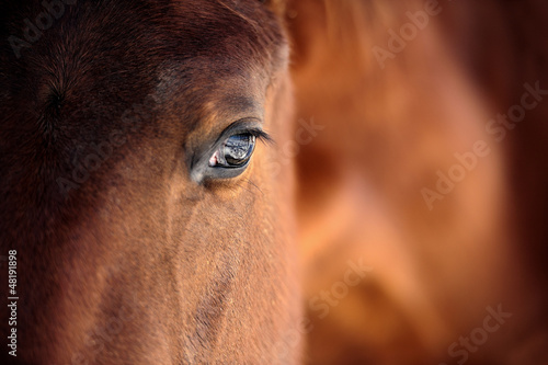 Fototapeta Horse eye