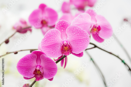 Fototapeta pink streaked orchid flower