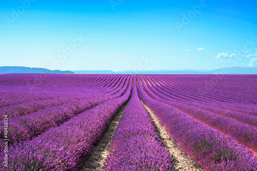  Lavender flower blooming fields on sunset. Valensole provence