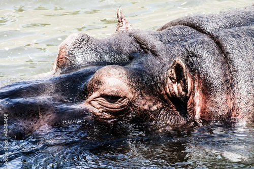 Obraz na płótnie The hippopotamus (Hippopotamus amphibius),