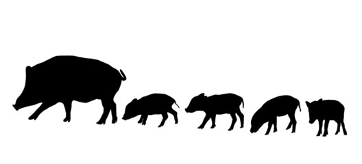 Bilder und Videos suchen schwarzwild Bilder und Videos suchen schwarzwild