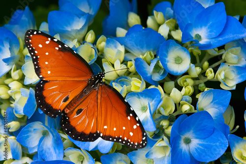 Lacobel Queen butterfly on blue hydrangea flowers