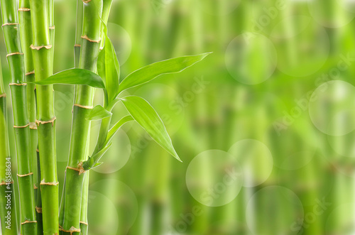  bamboo