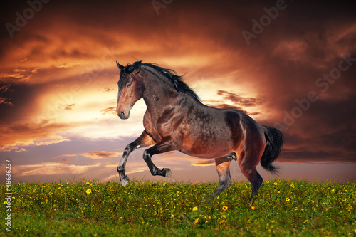Lacobel Beautiful brown horse running gallop
