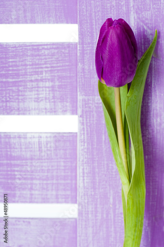 fioletowy-tulipan-lila-tulpe