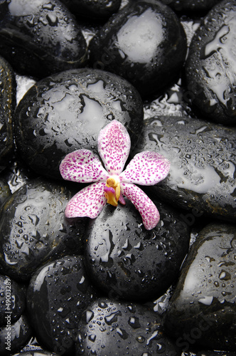 rozowa-orchidea-na-otoczaku-w-wodnych-kroplach