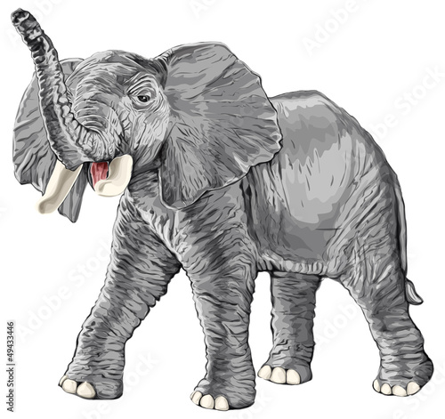  Elephant with raised trunk