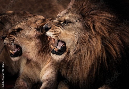 Fototapeta Close-up shot of roaring lion and lioness