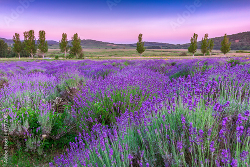 Fototapeta Sunset over a summer lavender field in Tihany, Hungary