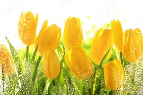 Lacobel Yellow tulips
