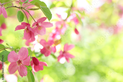 Spring flower