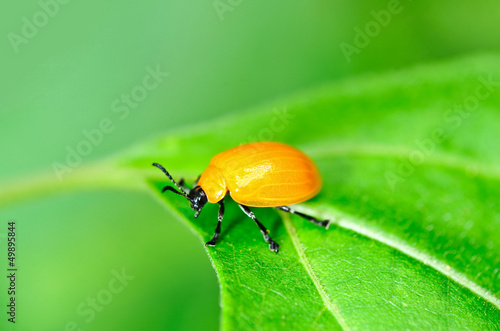 Fototapeta orange beetle