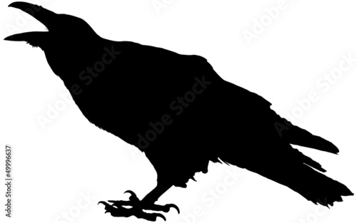 Fototapeta Cawing raven