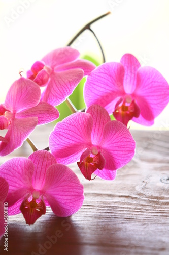 Fototapeta orchideenrispe