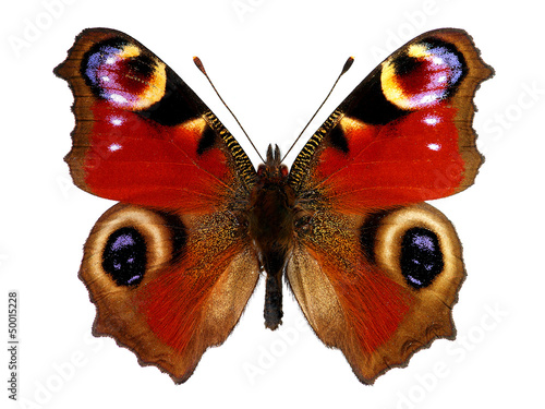 Lacobel European Peacock butterfly (Inachis io)