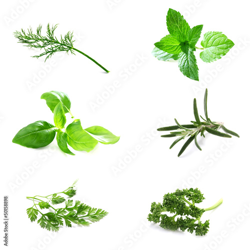 Set of Fresh Herbs