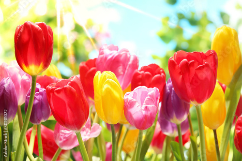 Lacobel Fresh tulips in warm sunlight
