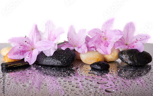 Fototapeta Pink flowers and black stones