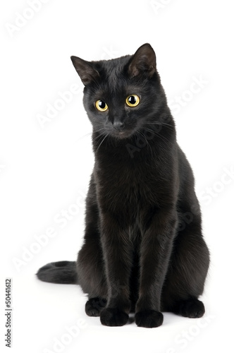 Fototapeta Cute black cat isolated on white