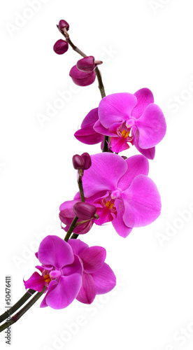 delikatna-piekna-orchidea-odizolowywajaca-na-bielu