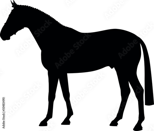 Lacobel Pferd