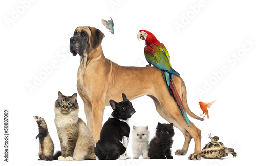 Fototapeta Group of pets - Dog, cat, bird, reptile, rabbit,...