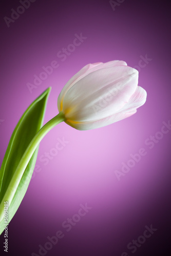 tulipan-kwiat-na-fioletowym-tle