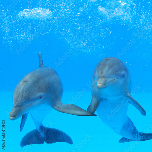 Fototapeta Two dolphins in the water