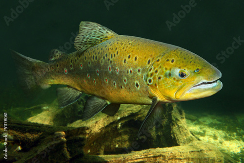 Lacobel Underwater photo of The Brown Trout (Salmo Trutta).