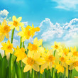 Free Stock photo of Bright yellow daffodils | Photoeverywhere