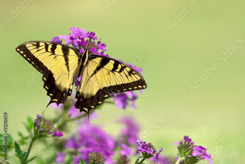 Fototapeta Eastern Tiger Swallowtail butterfly (Papilio glaucus)