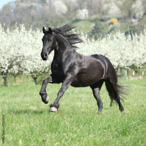 Fototapeta Gorgeous friesian mare running in front of flowering trees