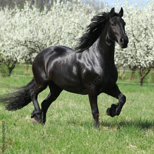 Lacobel Friesian mare in front of flowering plum trees
