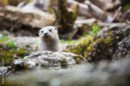 eurasian-otter-lutra-lutra