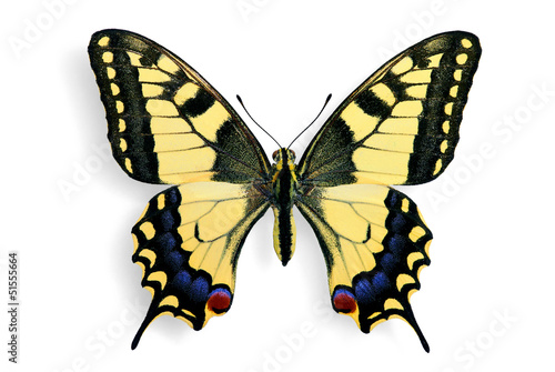  Specimen of Common Swallowtail (Papilio machaon)