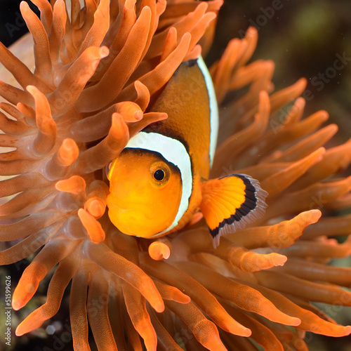  clownfish in marine aquarium