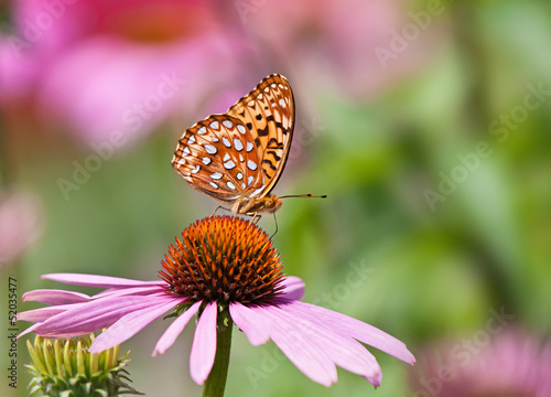 Fototapeta Fritillary butterfly feeding on pink coneflowers