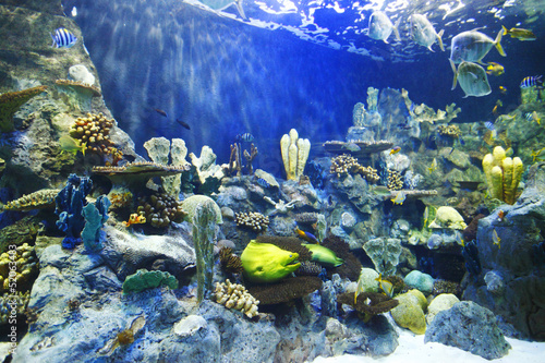 Fototapeta Tropical fish on a coral reef